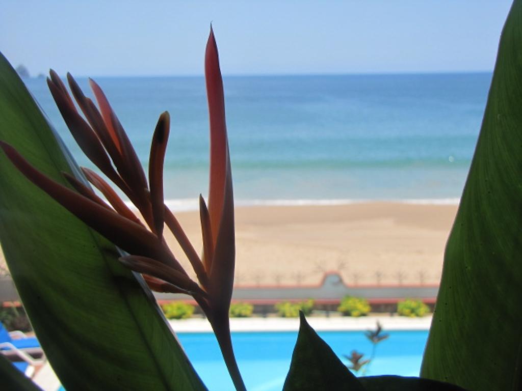 Готель La Paloma Oceanfront Retreat Сан-Патрісіо-Мелаке Номер фото
